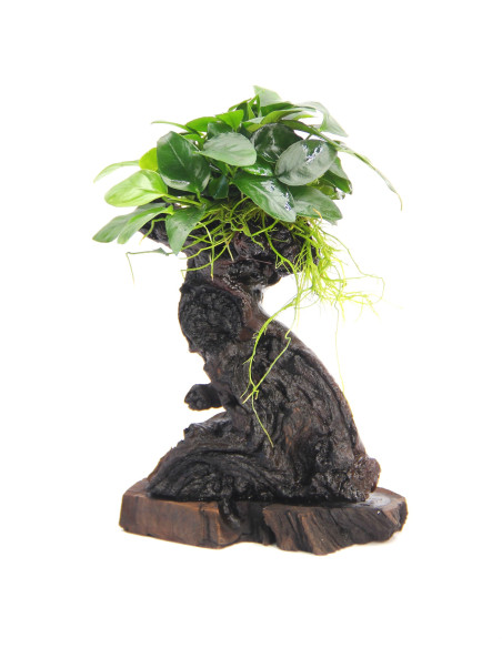 Anubias nana Mbuna S
