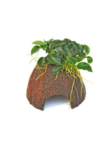 Anubias nana 'Bonsai'