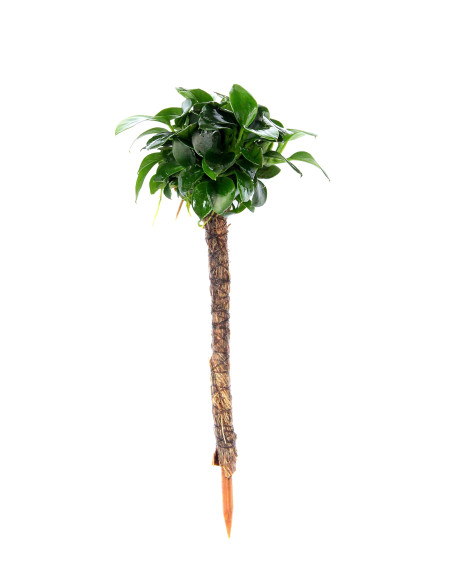 Anubias nana 'Bonsai' sur bambou