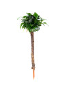 Anubias nana 'Bonsai' sur bambou