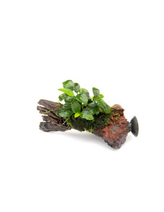 Anubias nana 'Bonsai'