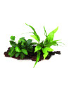 Anubias nana and Microsorum pteropus