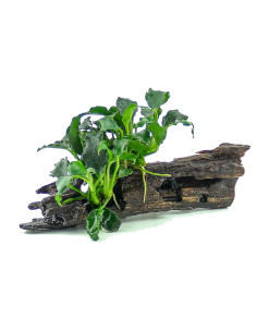 Anubias Kirin Mini auf Nanowood