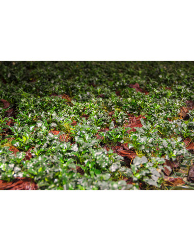 Anubias Kirin Mini auf Nanowood