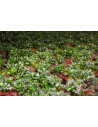 Anubias Kirin Mini auf Nanowood