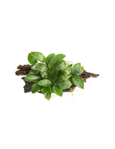 Anubias barteri var. nana