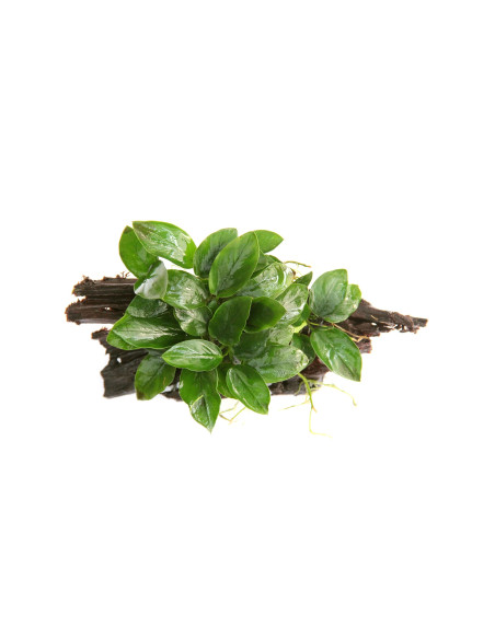 Anubias barteri var. nana