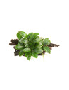 Anubias barteri var. nana