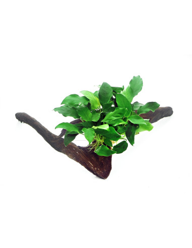 Anubias barteri var. nana