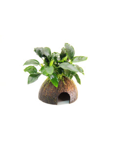 Anubias barteri var. nana sur coco