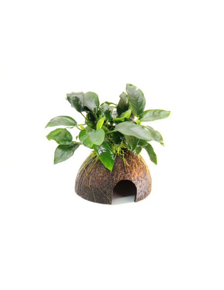 Anubias barteri var. nana