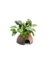 Anubias barteri var. nana