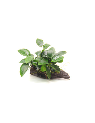 Anubias barteri var. nana sur ventouse