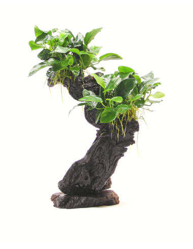 Mbunas Anubias barteri var. nana