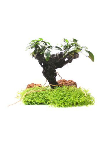 Mbunas Anubias barteri var. nana