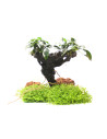 Mbunas Anubias barteri var. nana