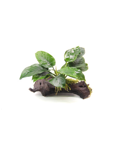 Anubias barteri sur racine