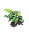 Anubias barteri