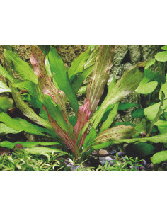 Echinodorus Dschungelstar No. 3 'Python'