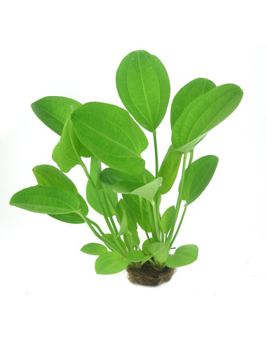 Echinodorus cordifolius 'Harbich Red'