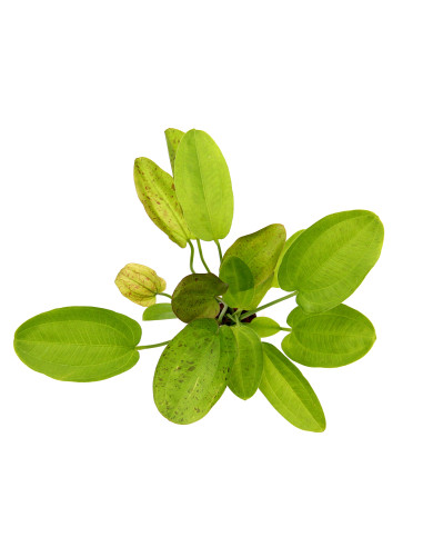 Echi. Dschungelstar No. 9 'Spotted Harbich'