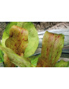 Echi. Dschungelstar No. 9 'Spotted Harbich'