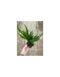 1/2 noix de coco avec microsorum - Aquabota.com