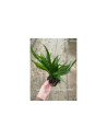 1/2 noix de coco avec microsorum - Aquabota.com