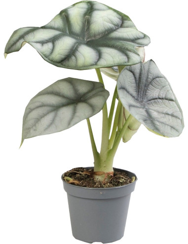 Alocasia Silver Dragon