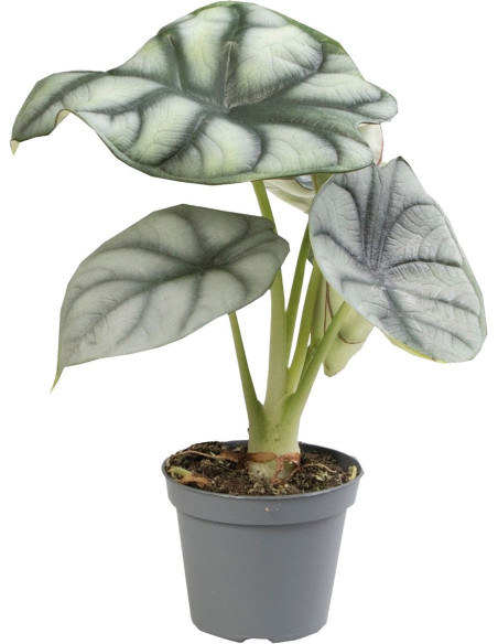 Alocasia Silver Dragon