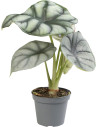 Alocasia Silver Dragon