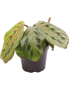 Calathea Leuconeura Red Stripe