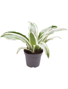 Dracaena Dragontree White Jewel
