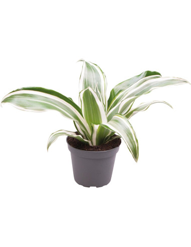 Dracaena Dragontree White Jewel