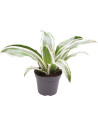 Dracaena Dragontree White Jewel