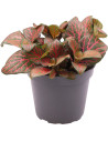 Fittonia Joly Josan