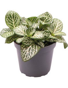 Fittonia Albivenis Mini White