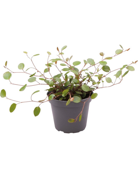 Muehlenbeckia Complexa
