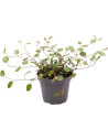 Muehlenbeckia Complexa