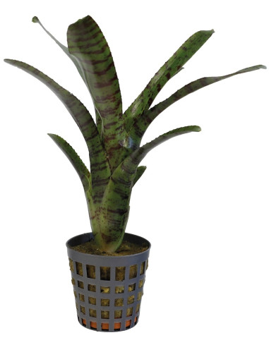 Neoregelia Ampullacea Tigrina