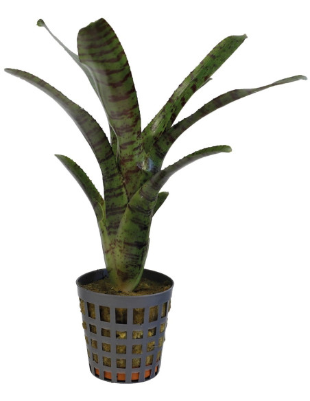 Neoregelia Ampullacea Tigrina