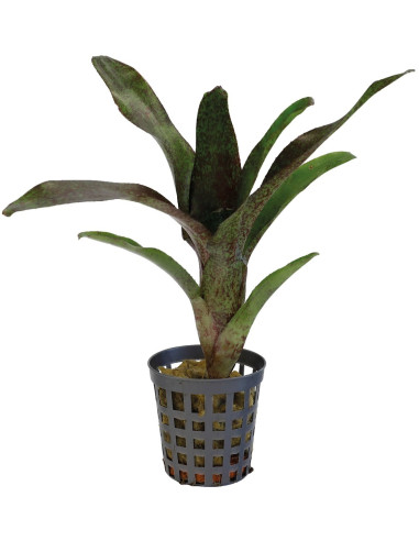 Neoregelia Atlantis