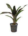 Neoregelia Atlantis