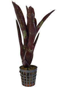 Neoregelia Hera Little Bright