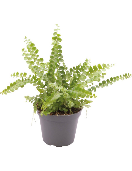 Nephrolepis Exaltata Duffy