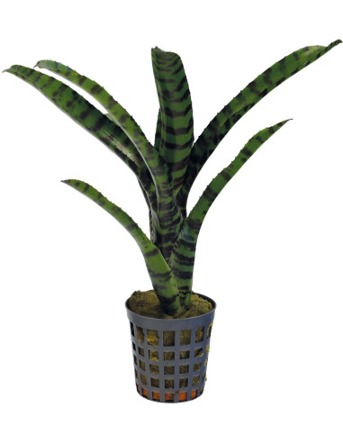 Neoregelia Rubrifolia 2