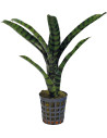 Neoregelia Rubrifolia 2