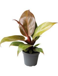 Philodendron Cherry Red
