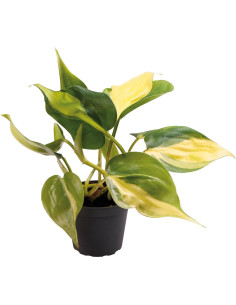 Philodendron Scandens Brazil