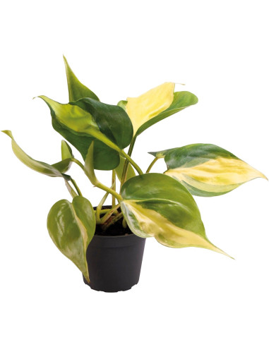 Philodendron Scandens Brazil